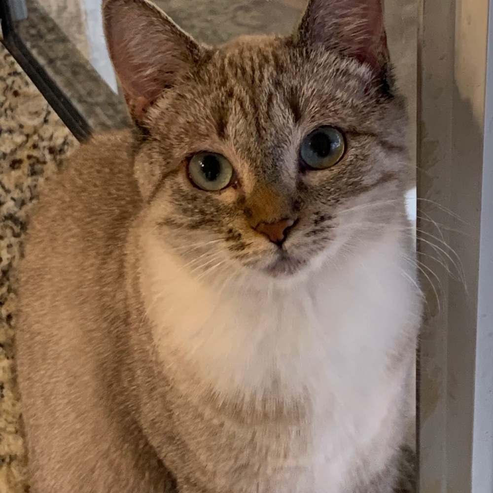 Our sweet little Girl Scout 😉